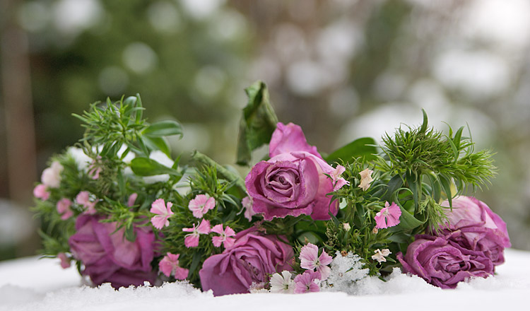 Nur die Rosen ganz vorn sind scharf