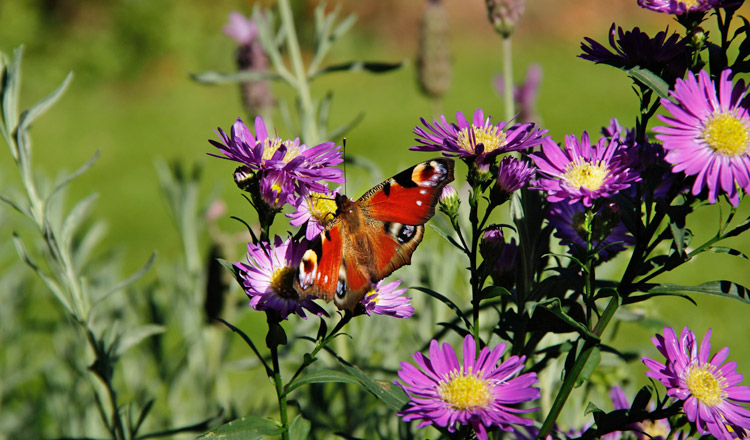 Schmetterling: Die Schärfentiefe bleibt gering.