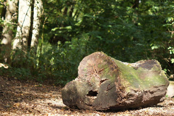 Weißabgleich draussen im Freien